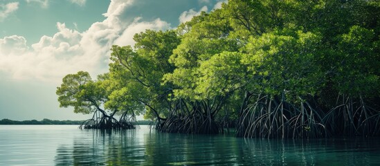 Poster - mangrove trees on shoreline conservation land from seawater abrasion. Copy space image. Place for adding text or design