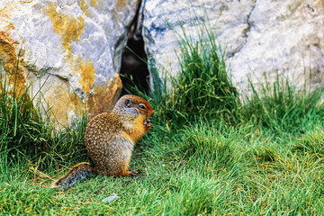 Sticker - Young Columbian ground squirrel outside the burrow