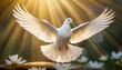 Majestic White Dove, a Symbol of Peace and the Holy Spirit	