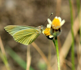 Poster - papillon jaune sur fleur jaune...