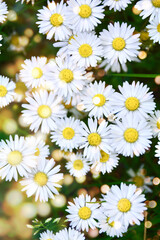 Wall Mural - Beautiful flower meadow with Daisys  and bokeh lights - summer greeting card