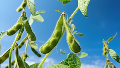 Wall Mural - Soy pods on a green natural background