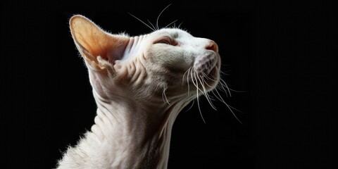 Poster - A close-up photograph of a cat with a black background. This image can be used for various purposes, such as pet-related articles, advertisements, or social media posts