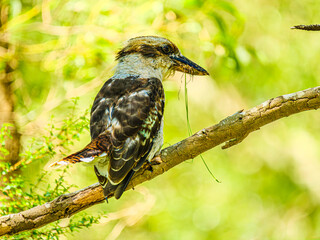 Sticker - Feeding Kookaburra