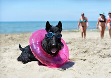 Scottish Terrier On The Beach