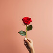 Woman hands holding red rose for Happiness moment, Love, couple, Anniversary, Valentine's day, Give and love  concept, Generative AI.
