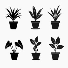Set Of Indoor Ornamental Plant Icons. White Background