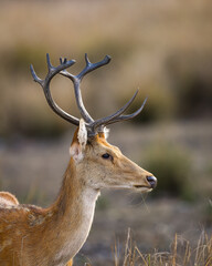 Male Barasingha or Rucervus duvaucelii or Swamp deer closeup or portrait of elusive and vulnerable animal species at kanha national park forest or tiger reserve madhya pradesh india asia