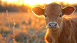 baby cow on a field with amazing light