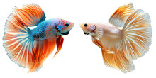 Aquarium Fish Set Isolated On Transparent Or White Background, PNG