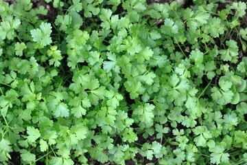Wall Mural - New seedlings of italian flat leaf parsley in the garden, flat lay. Italian parsley has a smoother texture and stronger flavor than curly parsley.