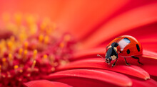 Macro Photo Of A Ladybug On A Red Flower