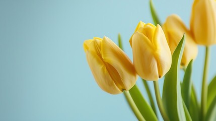 Poster - Generative AI : Spring yellow tulip flowers on light blue background. Floral holiday card or romantic banner with copy space