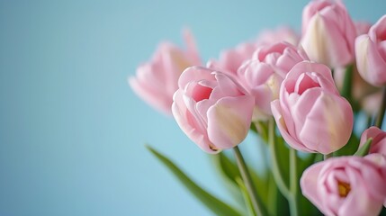 Poster - Generative AI : Beautiful bouquet of pink tulips on blue background. Greeting card