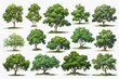 set of oil painted green trees and bushes on white backdrop, isolated trees for cards, book illustrations