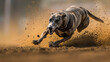 Close-up of a sprint greyhound dog in a competitive race. Spectacular running dogs.