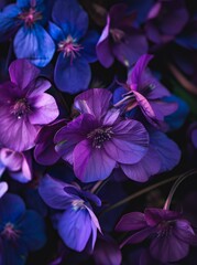 Wall Mural - Close up of a variety of purple flowers