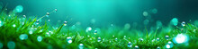 Water Drops On Green Grass Background Designed Graphic Blur Background