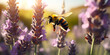 Purple lavender flowers and bumble bee collecting pollen.  Bumble Bee Collecting Pollen in Lavender Bliss. Generative Ai.