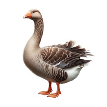 Greylag Goose Isolated On Transparent Or White Background, PNG