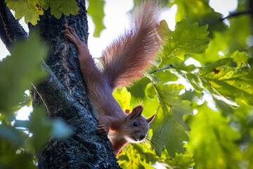a red squirrel climbs down on an oak tree trunk right towards the camera lens on a sunny fall day.