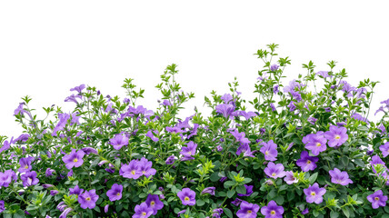 Bush tree flower of bougainvillea on isolated transparent background