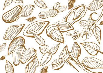 Poster - Isolated vector collection of almond on a white background. Hand drawn almonds set: Branches with leaves and immature fruit. Blossoming almond. Nuts. Vintage