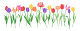 Fototapeta Tulipany - 横に並んだカラフルなチューリップのイラスト　ベクター