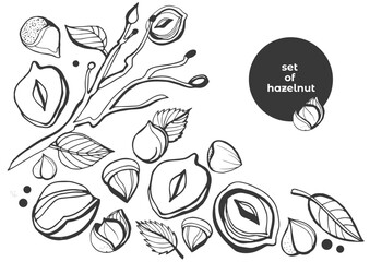 Sticker - Isolated vector hazelnut on a white background. Colection. Vector collection of hand drawn nuts sketches. Vintage illustrations of hazelnut. Single seeds.  Organic nut. Detailed hand drawn hazelnuts.
