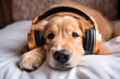 Photo image of a funny sleepy fluffy nice dog lying at home listening to music created with generative AI