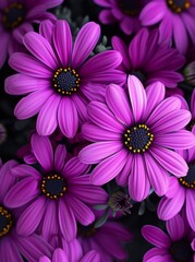 Wall Mural - Purple daisy flowers