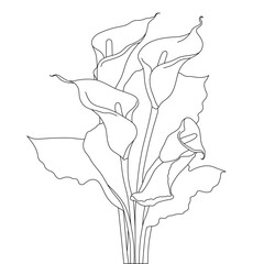 lily flower coloring book