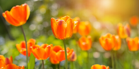 Wall Mural - yellow-red tulips in sunlight. beautiful spring floral banner. soft selective focus.