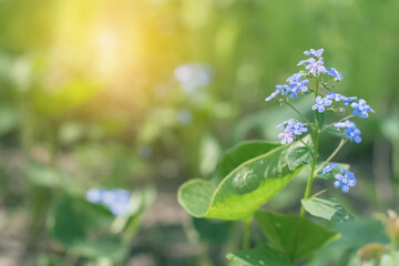 Wall Mural - forget-me-not flowers in sunlight. beautiful spring floral background. soft selective focus.