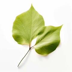 Wall Mural - Linden leaf in shadow on white background