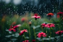 Red Poppy In The Rain