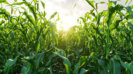 Wall Mural - corn field with sunrise at countryside , 