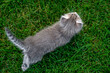 A small fluffy kitten is walking in the grass. View from above. Selective focus.