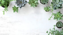 Minimalist Background With Various Succulents On A Painted White Wooden Desk, Top View, Copyspace Clipping Path Low Key Lighting, 