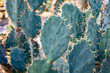 Opuntia elatior Mill Cactus Background