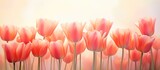 Fototapeta Tulipany - The delicate beauty of red tulips in pastel coral tints capture attention against a blurry background.