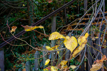 Canvas Print - Fence & stairs covered in autumn Leaves in Zurich, Switzerland