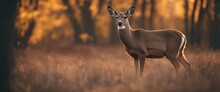Deer In The Woods Wallpaper