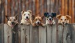 Mongrel dogs, displaying curiosity as they peek out together from behind a wooden fence
