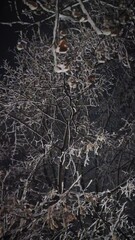 Wall Mural - Winter night scene with a view to the snow covered trees branches after a snowstorm