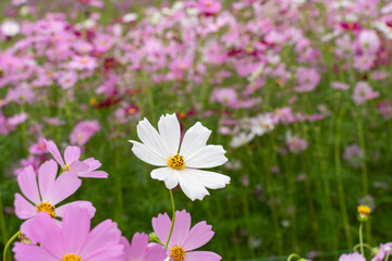 Wall Mural - Close-up White Cosmos flower field in the morning at Chaing Mai, Thailand.