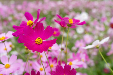 Wall Mural - Close-up Purple Cosmos flower field in the morning  at Chtain Mai, Thailand.