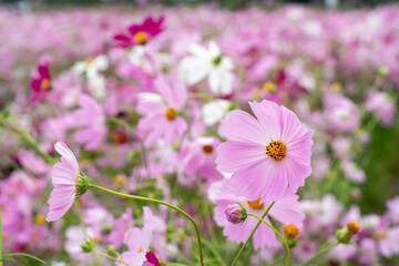Wall Mural - Close-up Pink Cosmos flower field in the morning at Chaing Mai, Thailand.