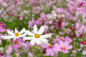 Wall Mural - Close-up White Cosmos flower field in the morning at Chaing Mai, Thailand.
