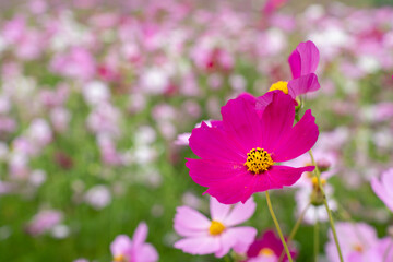 Wall Mural - Close-up Purple Cosmos flower field in the morning  at Chtain Mai, Thailand.